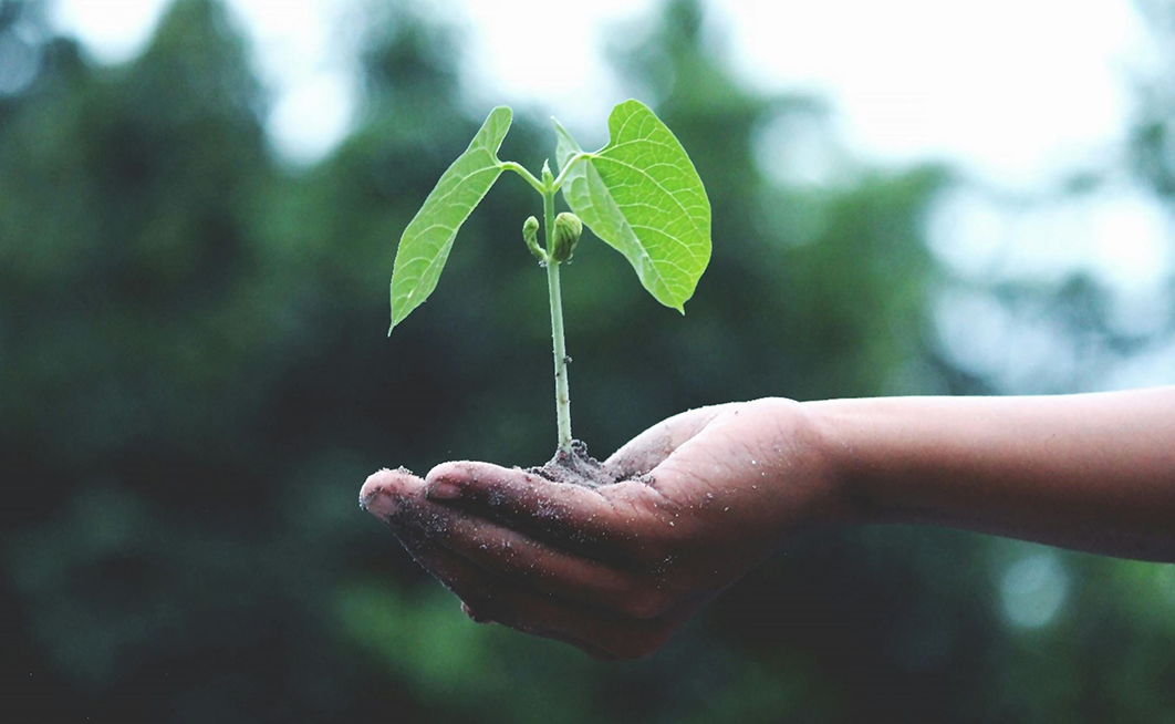 Cover image for the Justice in Official Languages Summer 2025 Newsletter, featuring a hand holding a small plant symbolizing growth and resilience.